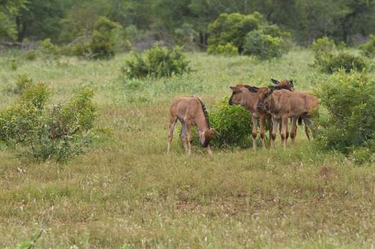 Image of Nyassaland Wildebeest