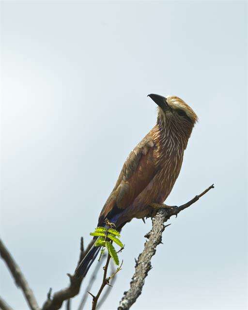 Sivun Coracias Linnaeus 1758 kuva