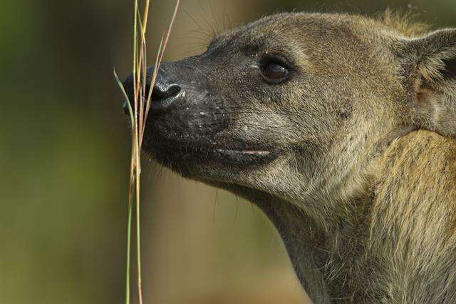 Image of Spotted Hyaenas