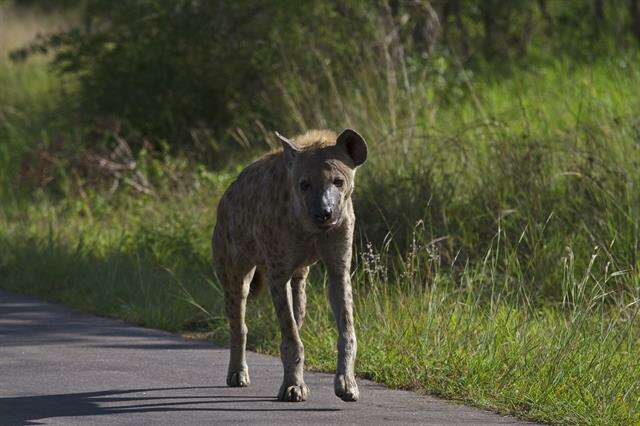 Image of Spotted Hyaenas