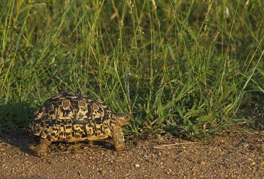 Image of Stigmochelys