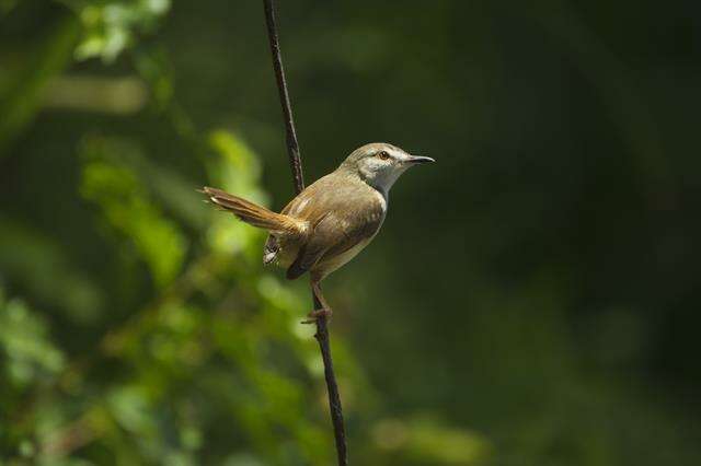 Слика од Prinia Horsfield 1821