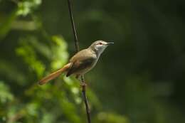 Image of Prinia Horsfield 1821