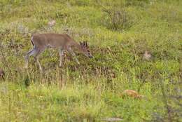 Image of Common Duiker