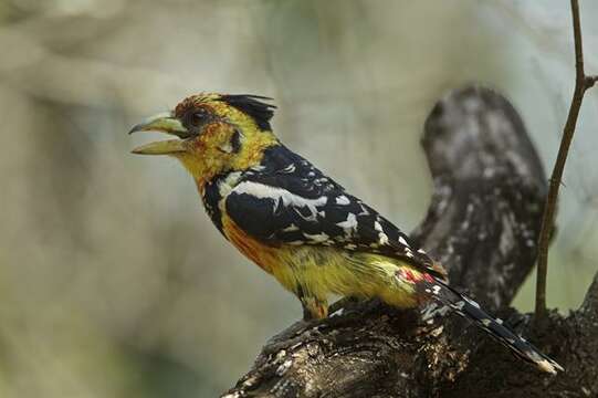 Image of African terrestrial barbets