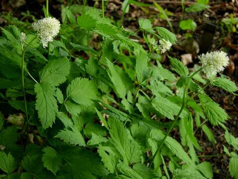 Image of Baneberry