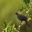 Image of Arrow-marked Babbler