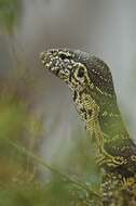 Image of Lace Monitor