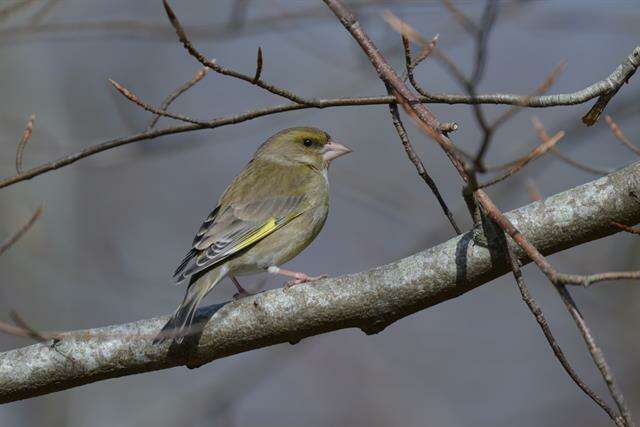 Image of European greenfinch