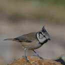 Image of European Crested Tit