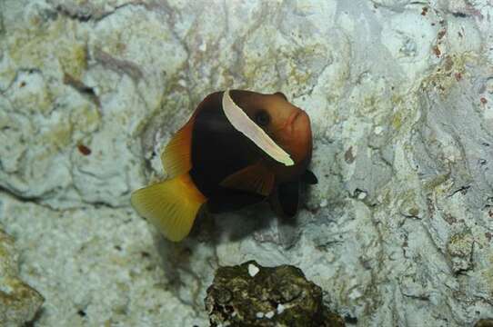 Image of Amphiprion