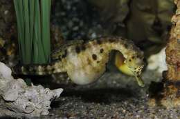 Image of seahorses