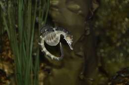 Image of seahorses