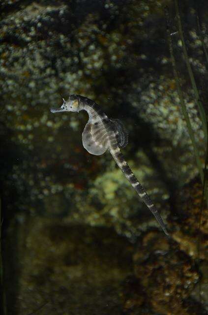 Image of seahorses