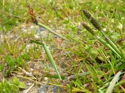 Image of Foxtail Grass