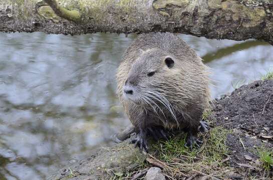 Image of River Rats