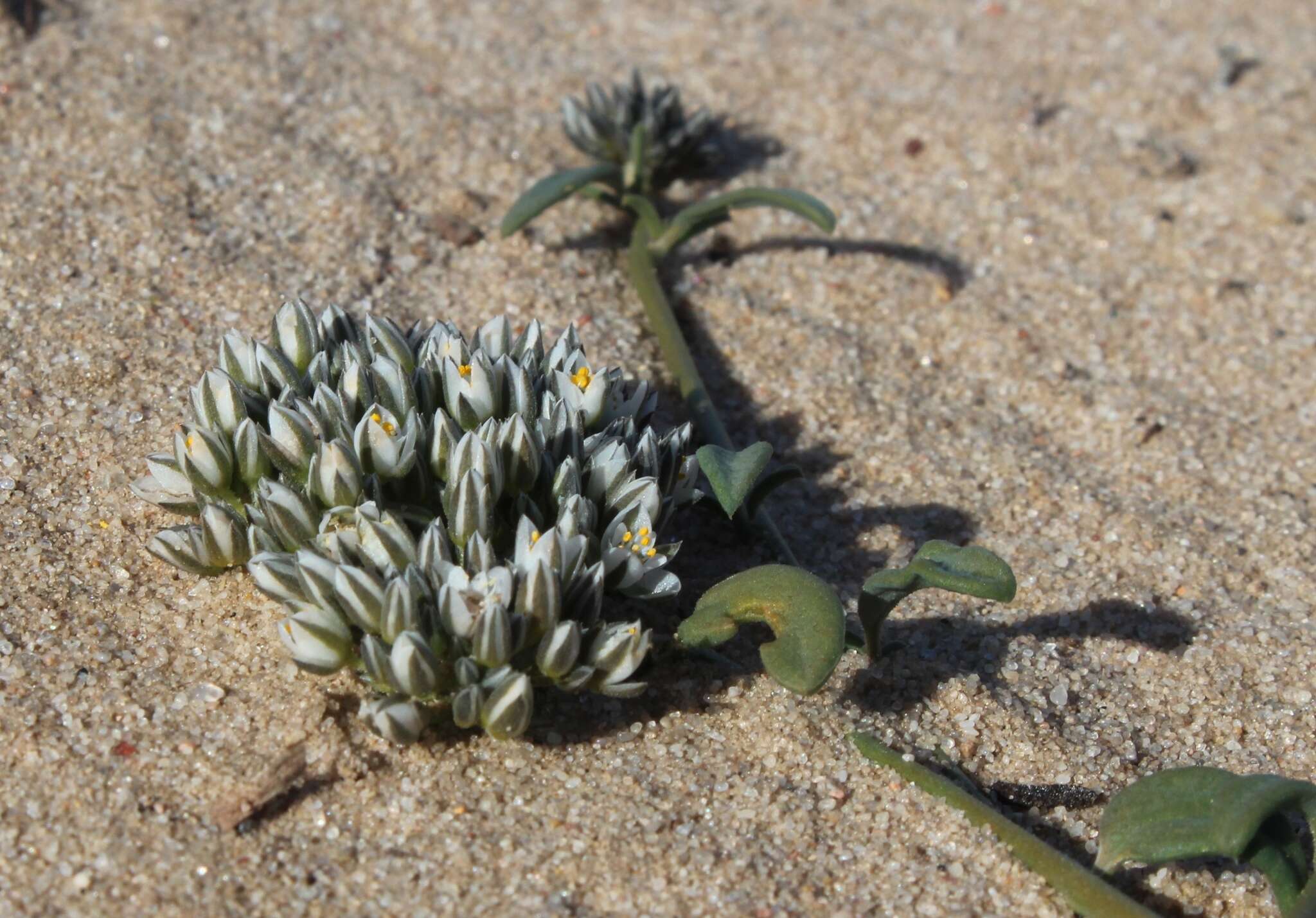 Image of Limeum africanum L.