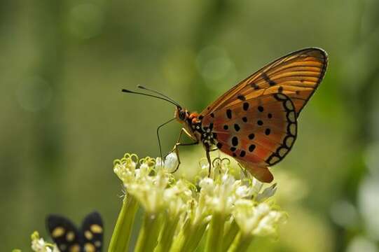 Image of Acraea oncaea Hopffer 1855