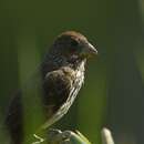 Image of Grosbeak Weaver