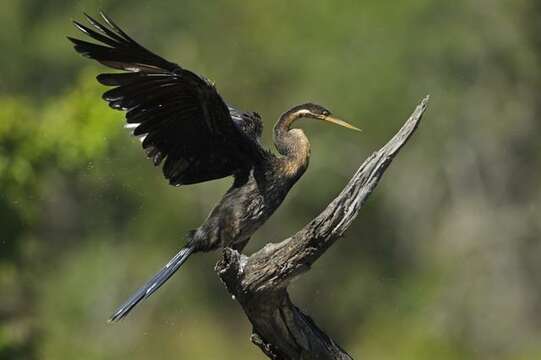 Image de Anhinga Brisson 1760