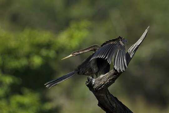 Image de Anhinga Brisson 1760