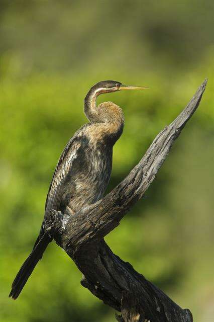 Image of anhingas and darters