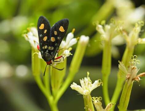 Слика од Arniocera