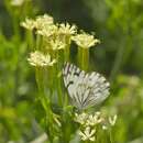 Imagem de <i>Belenois gidica abyssinica</i>