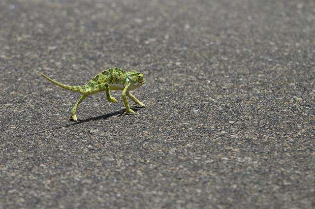 Image of chameleons