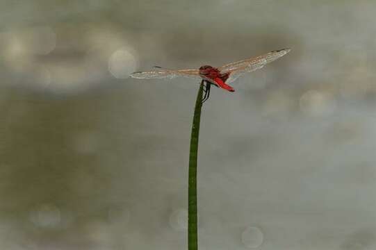 Image of Crocothemis Brauer 1868