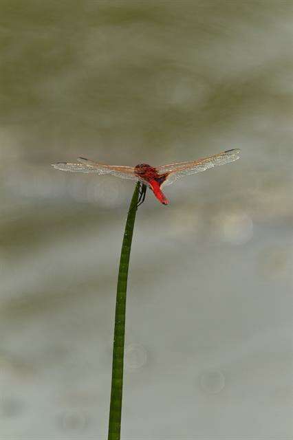 Image of Crocothemis Brauer 1868