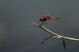 Image of Crocothemis Brauer 1868