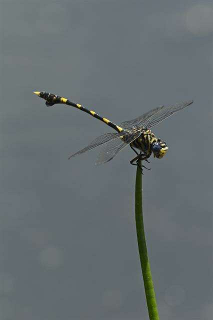 صورة Ictinogomphus Cowley 1934