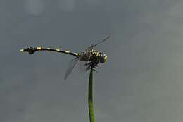 Image of Ictinogomphus Cowley 1934