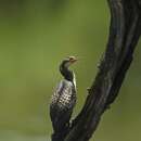 صورة <i>Phalacrocorax africanus</i>