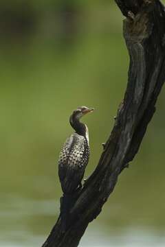 Слика од <i>Phalacrocorax africanus</i>