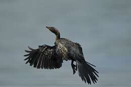 Image de <i>Phalacrocorax africanus</i>