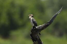 صورة <i>Phalacrocorax africanus</i>