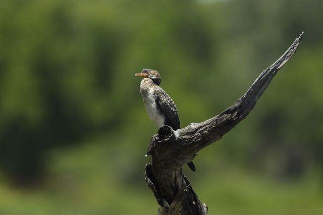 صورة <i>Phalacrocorax africanus</i>