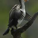 Image of White-breasted Cormorant