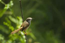 Слика од Prinia Horsfield 1821