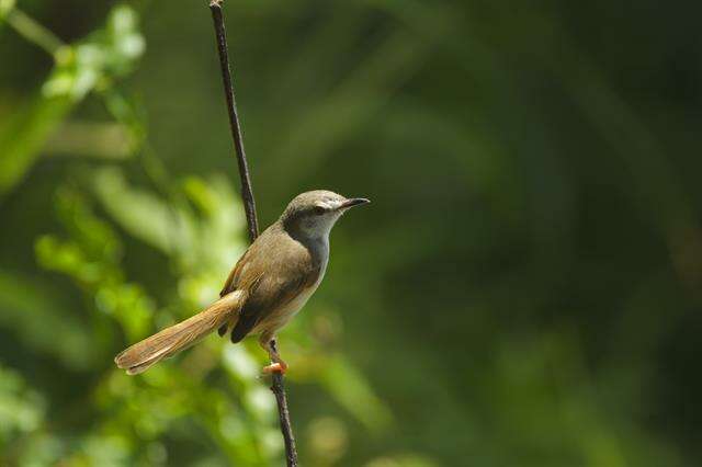 Image of Prinia Horsfield 1821