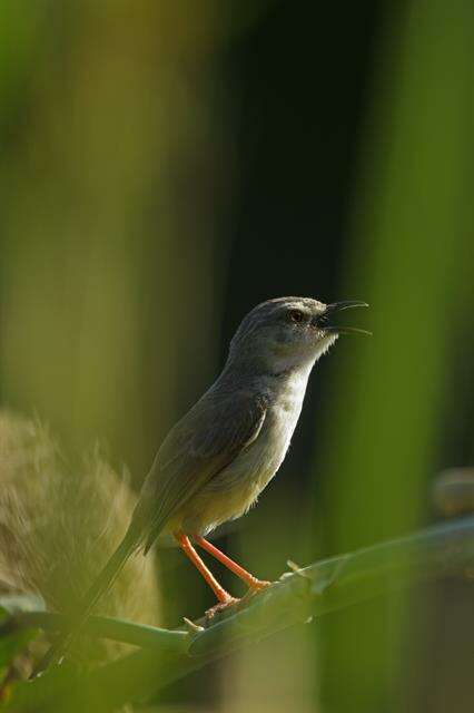 Image of Prinia Horsfield 1821