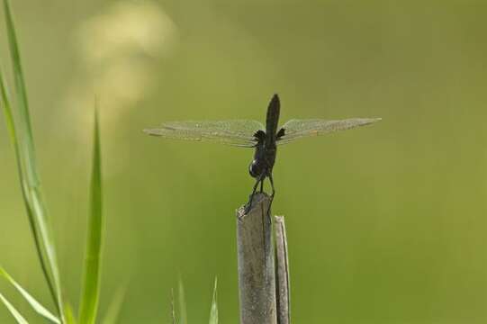 Image of Blue Basker