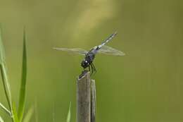 Imagem de Urothemis edwardsii (Selys ex Lucas 1849)