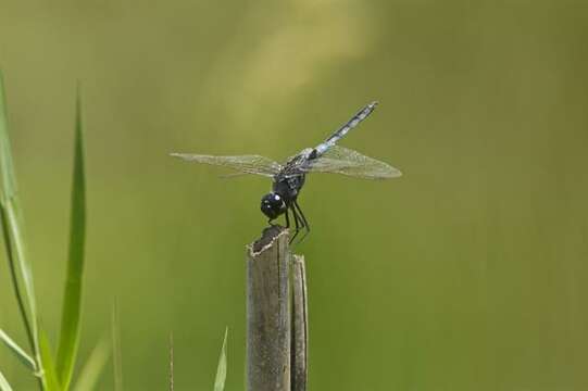 Image of Blue Basker