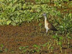 Imagem de Actophilornis Oberholser 1925