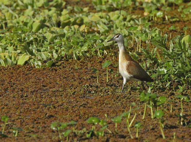 Actophilornis Oberholser 1925 resmi