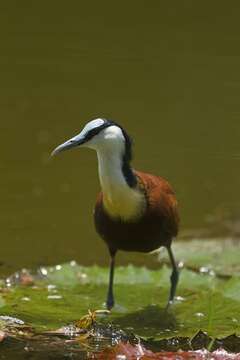 Image of Actophilornis Oberholser 1925