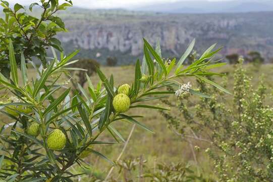 Image of Gomphocarpus